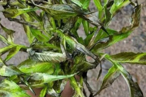 魔芋的种植前景，近几年经济效益比较可观