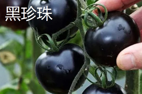 黑番茄种子的品种,常见的有番茄1号、黑珍珠等