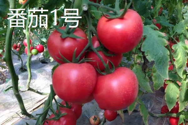 黑番茄种子的品种,常见的有番茄1号、黑珍珠等