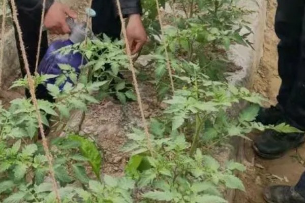 黑番茄种子的品种,常见的有番茄1号、黑珍珠等