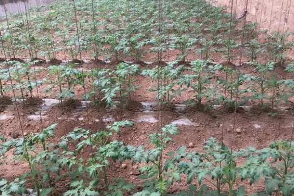 黑番茄种子的品种,常见的有番茄1号、黑珍珠等