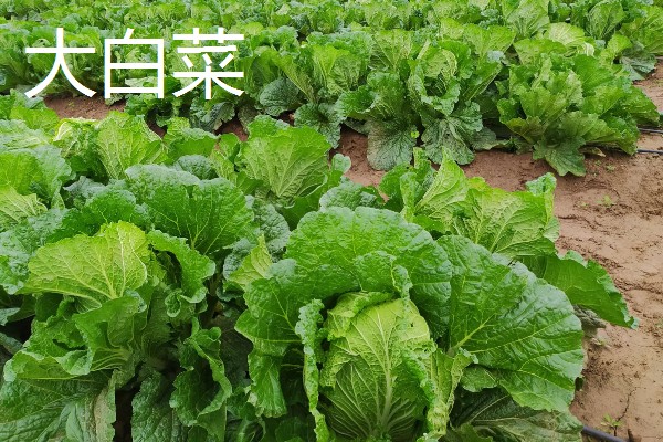 冬天可以种哪些蔬菜，可以种大白菜、萝卜等