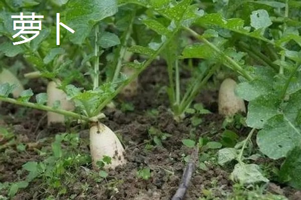 冬天可以种哪些蔬菜，可以种大白菜、萝卜等