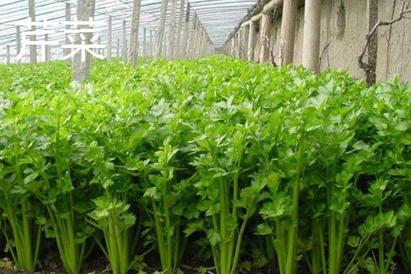 冬天可以种哪些蔬菜，可以种大白菜、萝卜等
