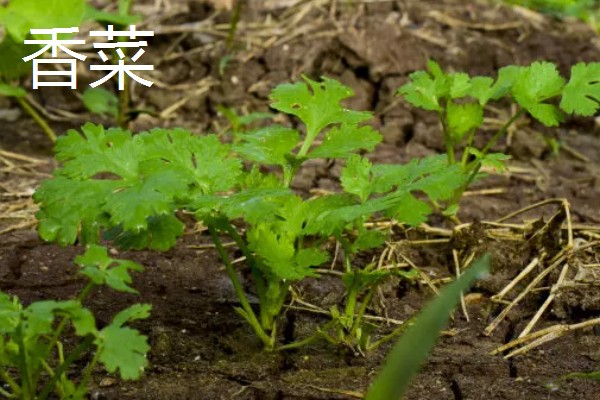 冬天可以种哪些蔬菜，可以种大白菜、萝卜等