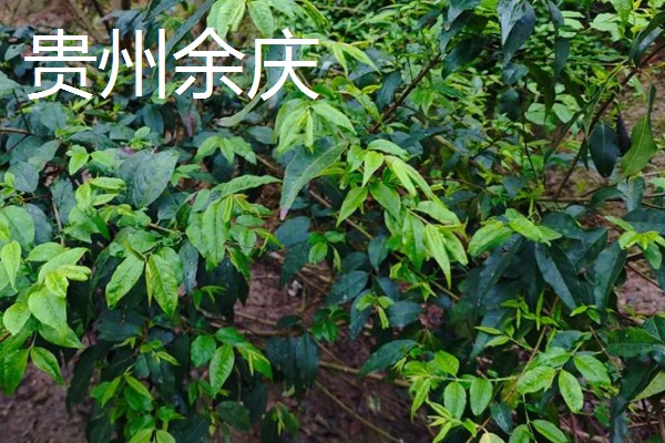 哪里产出的苦丁茶品质好，主要有贵州余庆、四川筠连等产地