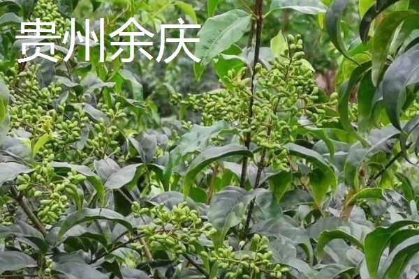 哪里产出的苦丁茶品质好，主要有贵州余庆、四川筠连等产地