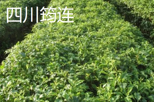 哪里产出的苦丁茶品质好，主要有贵州余庆、四川筠连等产地