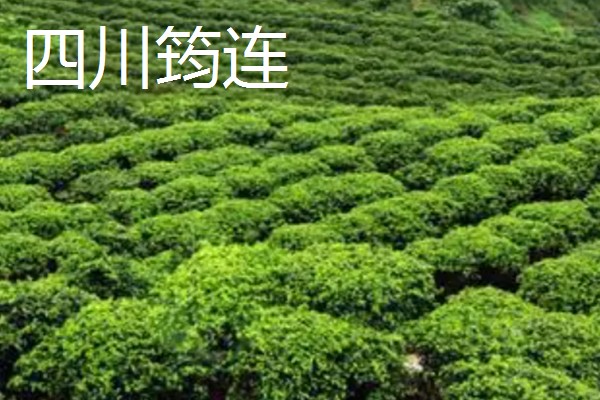 哪里产出的苦丁茶品质好，主要有贵州余庆、四川筠连等产地