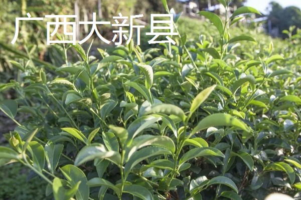 哪里产出的苦丁茶品质好，主要有贵州余庆、四川筠连等产地