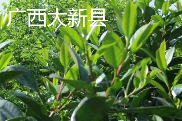 哪里产出的苦丁茶品质好，主要有贵州余庆、四川筠连等产地