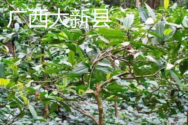 哪里产出的苦丁茶品质好，主要有贵州余庆、四川筠连等产地