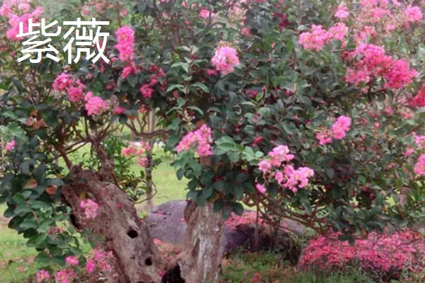哪些名贵植物适合种在北方,常见玉兰、紫薇等品种