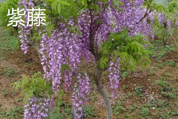 哪些名贵植物适合种在北方,常见玉兰、紫薇等品种