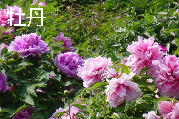 哪些名贵植物适合种在北方,常见玉兰、紫薇等品种