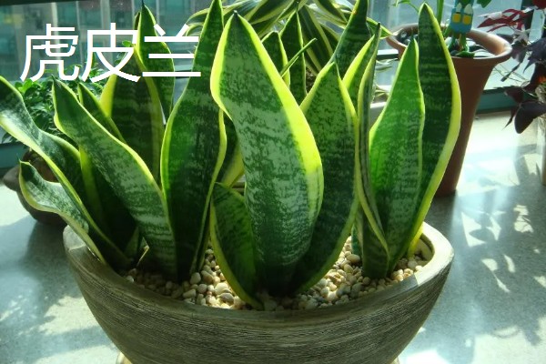 哪些名贵植物适合种在北方,常见玉兰、紫薇等品种