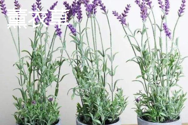 哪些名贵植物适合种在北方,常见玉兰、紫薇等品种