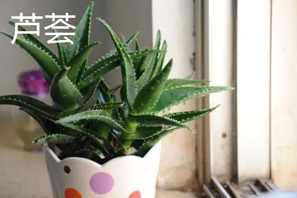 哪些名贵植物适合种在北方,常见玉兰、紫薇等品种