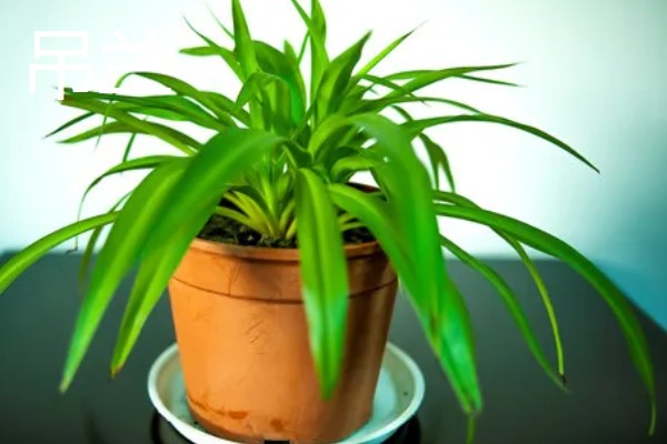 哪些名贵植物适合种在北方,常见玉兰、紫薇等品种