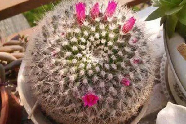 怎么养玉翁,每天保持7个小时以上的光照