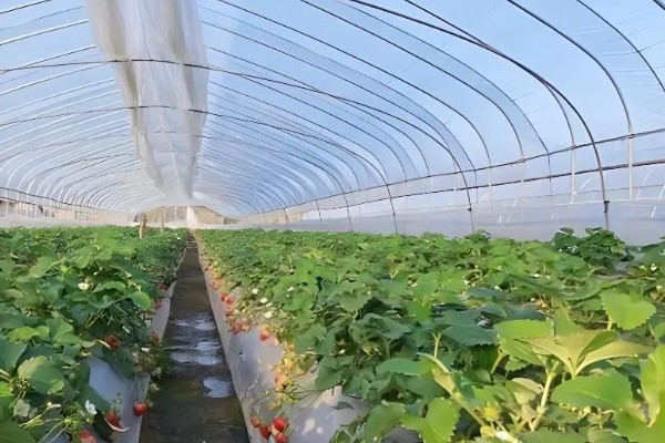 草莓什么时候成熟，一般在春季至初夏上市
