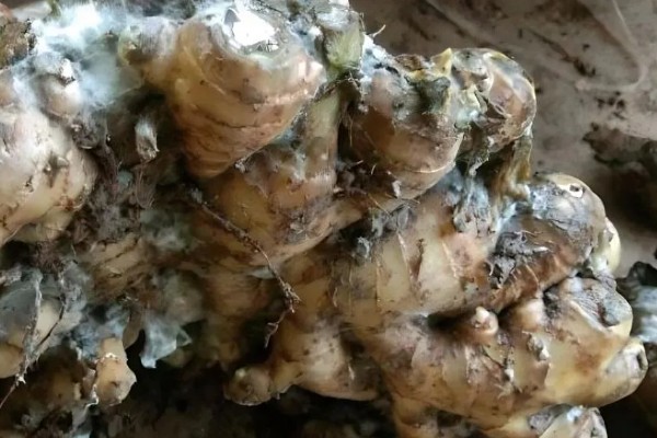 烂的生姜有毒吗,烂姜有毒