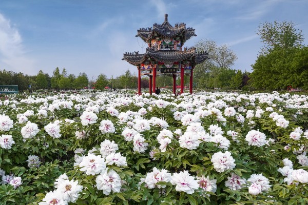 山东菏泽牡丹的开放时间,主要集中在4月份