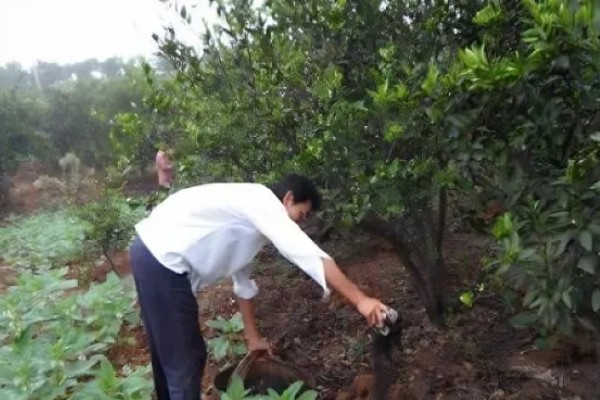 象山青柑橘简介，其肉质肥厚且气味清香