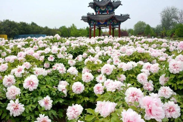山东菏泽牡丹的开放时间,主要集中在4月份