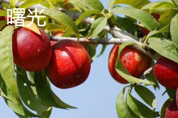 晚熟油桃什么时候成熟，熟期一般是8-11月份左右