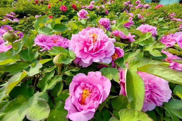 山东菏泽牡丹的开放时间,主要集中在4月份