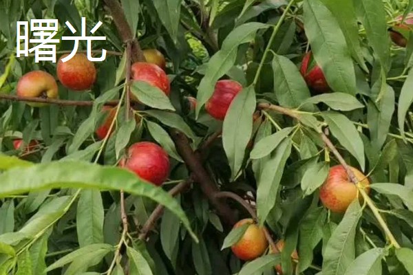 晚熟油桃什么时候成熟，熟期一般是8-11月份左右