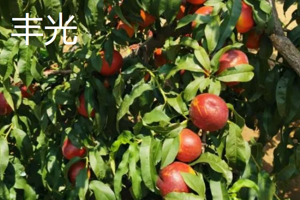 晚熟油桃什么时候成熟，熟期一般是8-11月份左右