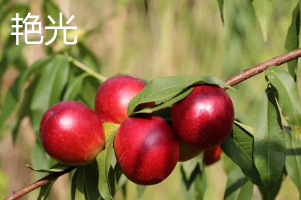 晚熟油桃什么时候成熟，熟期一般是8-11月份左右