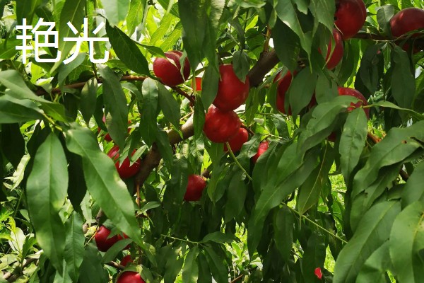 晚熟油桃什么时候成熟，熟期一般是8-11月份左右