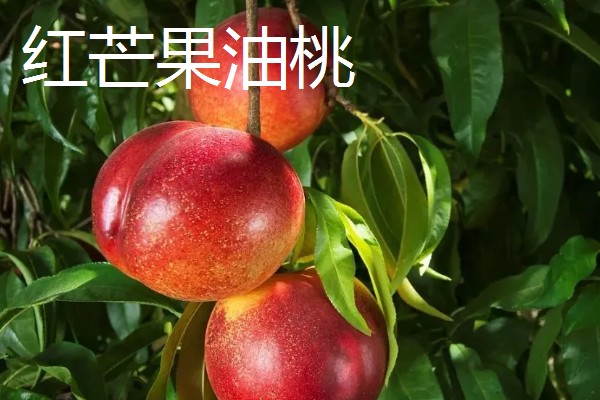 晚熟油桃什么时候成熟，熟期一般是8-11月份左右