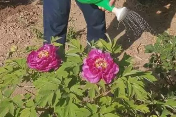 山东菏泽牡丹的开放时间,主要集中在4月份