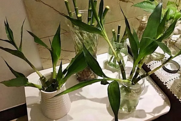 富贵竹多久换水一次,间隔2至3天换一次