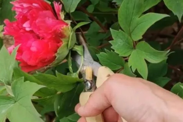 山东菏泽牡丹的开放时间,主要集中在4月份