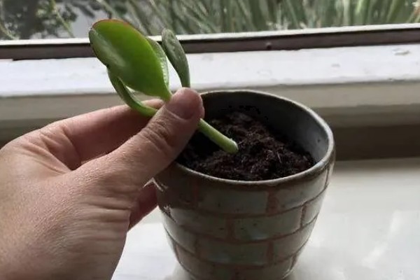 玉树的扦插方法,一般使用叶插的方法进行繁殖