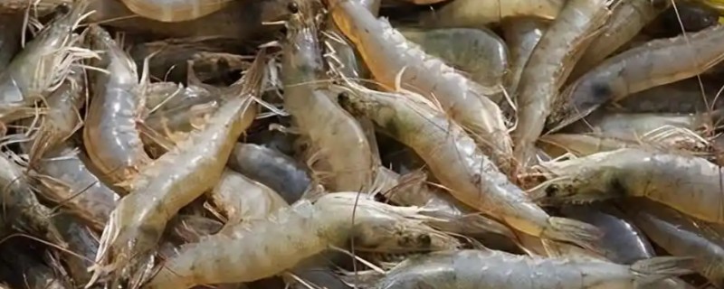 大棚养殖对虾的技术要点，养殖前用石灰或漂白粉清塘