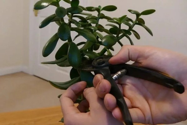 玉树的扦插方法,一般使用叶插的方法进行繁殖