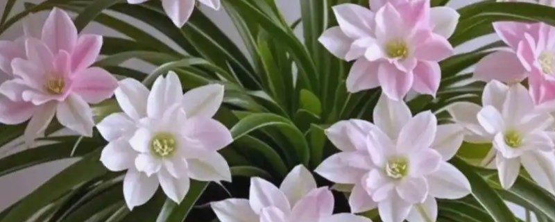 金边吊兰是否会开花，花期为5月份左右