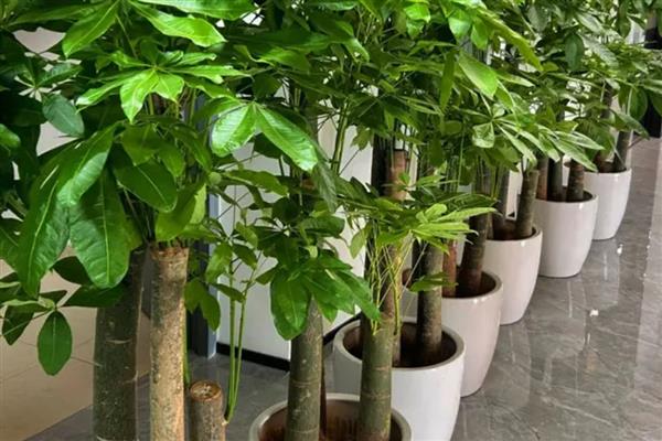 区分发财树缺水还是多水的方法,壤发白干燥、土质变硬代表缺水