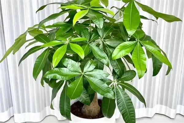 区分发财树缺水还是多水的方法,壤发白干燥、土质变硬代表缺水