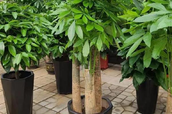 区分发财树缺水还是多水的方法,壤发白干燥、土质变硬代表缺水