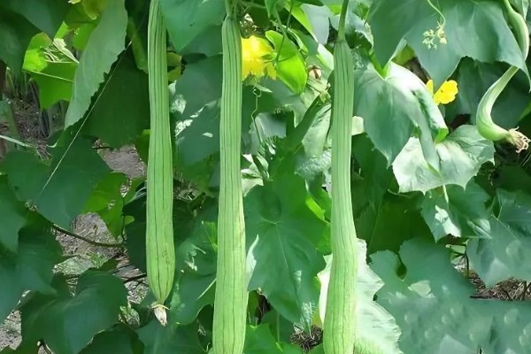 丝瓜的栽培技术要点,播种前先晒种2-3天