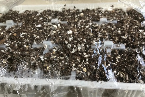 丝瓜的栽培技术要点,播种前先晒种2-3天