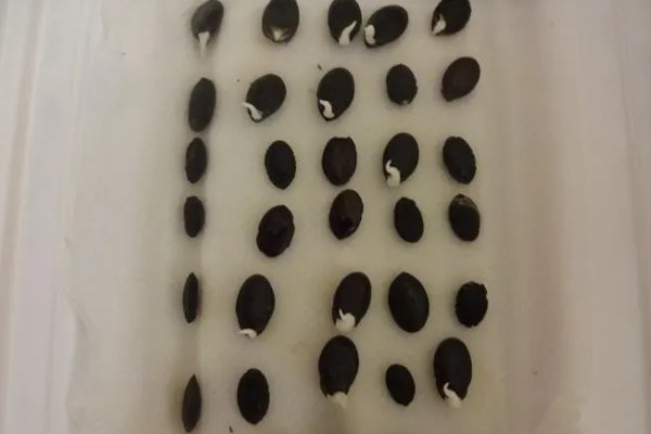丝瓜的栽培技术要点,播种前先晒种2-3天