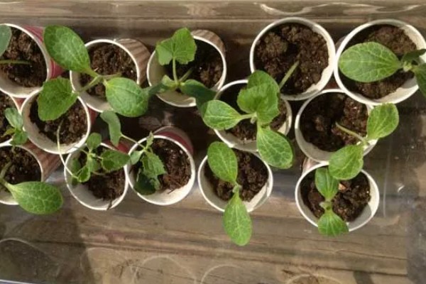 丝瓜的栽培技术要点,播种前先晒种2-3天